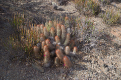Cleistocactus hildegardiae