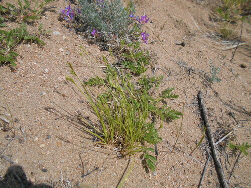 Carex leucochlora observed 2026-05-25