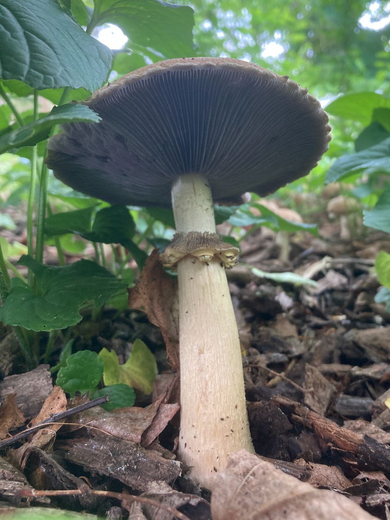 Wine-cap Stropharia · May 2026 · photo: Photo: no rights reserved · iNaturalist