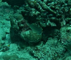 Chaetodon guttatissimus