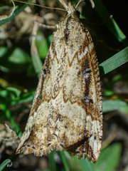 Hypena californica