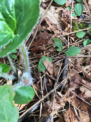 Asarum hartwegii