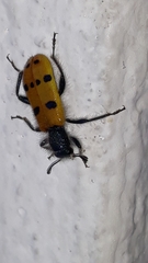 Trichodes octopunctatus