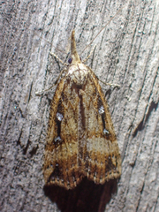 Hypena californica