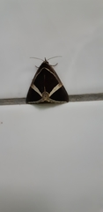 Fodina contigua