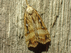 Hypena californica