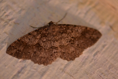 Melanolophia imitata