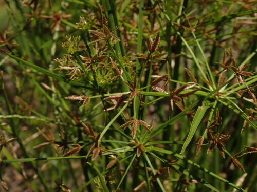 Cyperus haspan, photograph 5