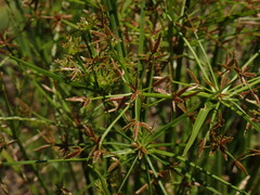(c) chiuluan, some rights reserved (CC BY) Cyperus haspan, photograph (c) chiuluan, some rights reserved (CC BY)