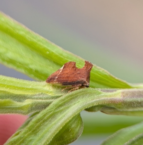Keeled Treehopper