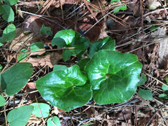 Asarum hartwegii