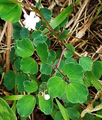 Thalictrum urbainii