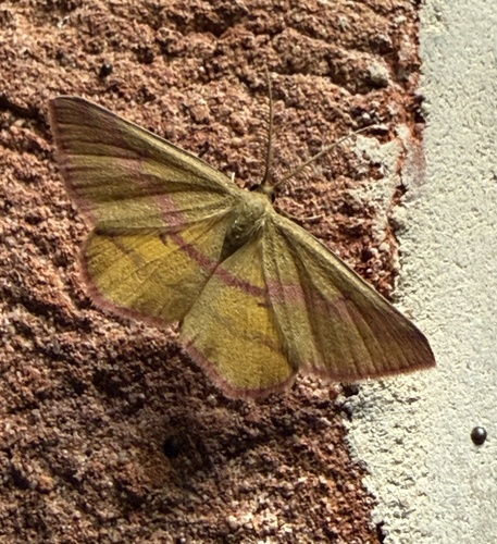 Chickweed Geometer Moth