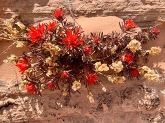 Castilleja scabrida