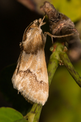 Pseudoschinia elautalis