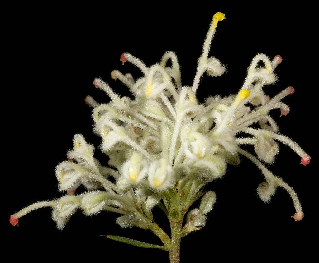 Woolly-flowered Grevillea