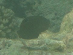 Halichoeres marginatus