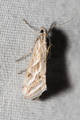Evergestis vinctalis