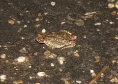 Rhinella beebei