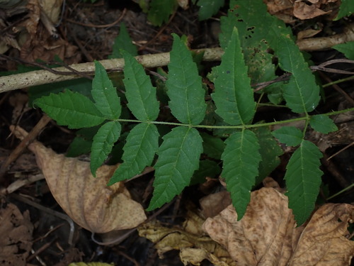 Aralia decaisneana, photograph 6