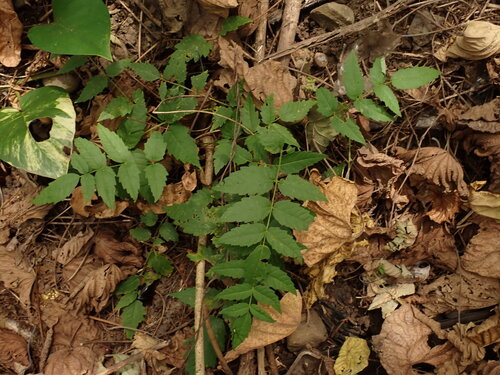 Aralia decaisneana, photograph 5