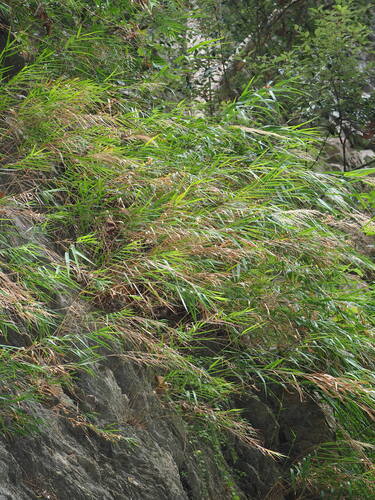 Arundo formosana, photograph 3