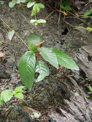 Paraboea swinhoei, photograph author not stated, no rights reserved