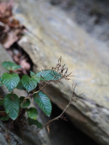 Paraboea swinhoei, photograph 5