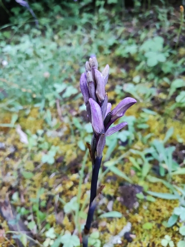 Violet Bird's-nest