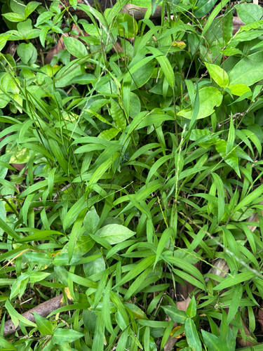 Digitaria radicosa observed 2026-05-29