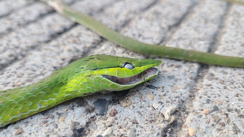 Green Vine Snake
