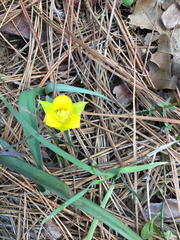 Calochortus monophyllus