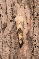 Ponometia libedis