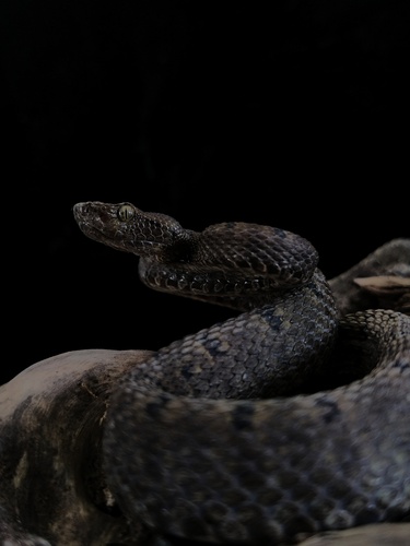 Mao-lan pitviper