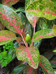 Aglaonema modestum
