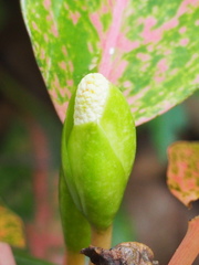 Aglaonema modestum