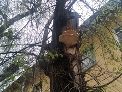 Cerioporus squamosus