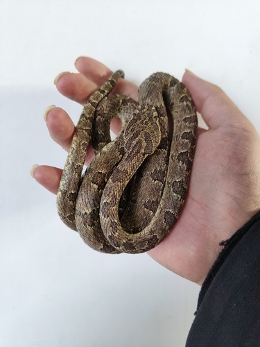 Sichuan Lancehead