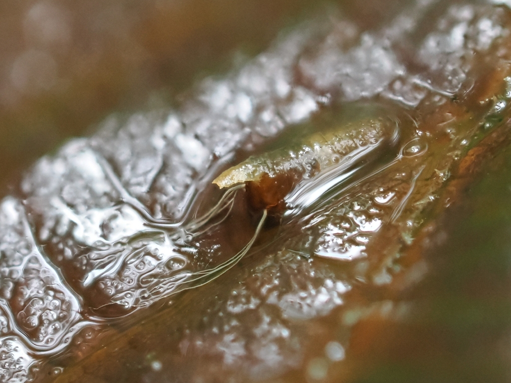 Craig's Black Fly