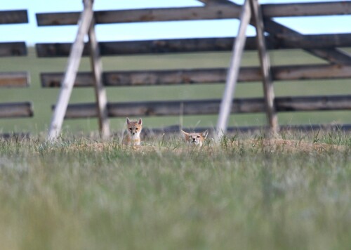 Swift Fox observed by toadfish