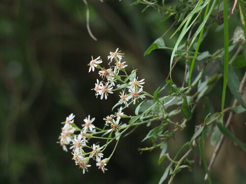 Aster taiwanensis, photograph 4