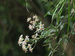 author not stated, no rights reserved Aster taiwanensis, photograph author not stated, no rights reserved