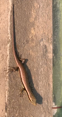 Eutropis longicaudata