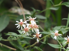 author not stated, no rights reserved Aster taiwanensis, photograph author not stated, no rights reserved