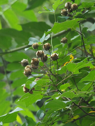 Hibiscus taiwanensis, photograph 3