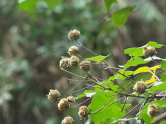 Hibiscus taiwanensis, photograph author not stated, no rights reserved