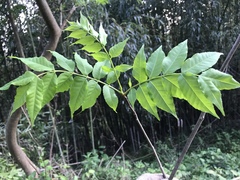 Picrasma quassioides