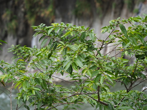 Rhamnus formosana