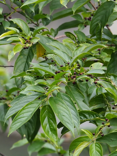 Rhamnus formosana, photograph 2