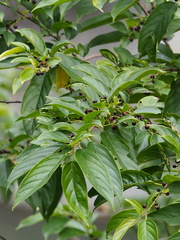 Rhamnus formosana, photograph author not stated, no rights reserved